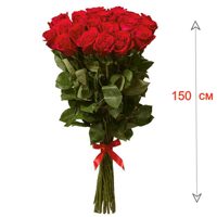 Роза гигант Эквадор - 150 см.